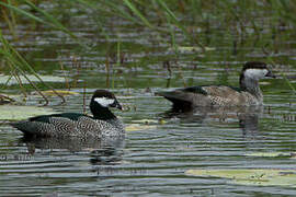 Green Pygmy Goose