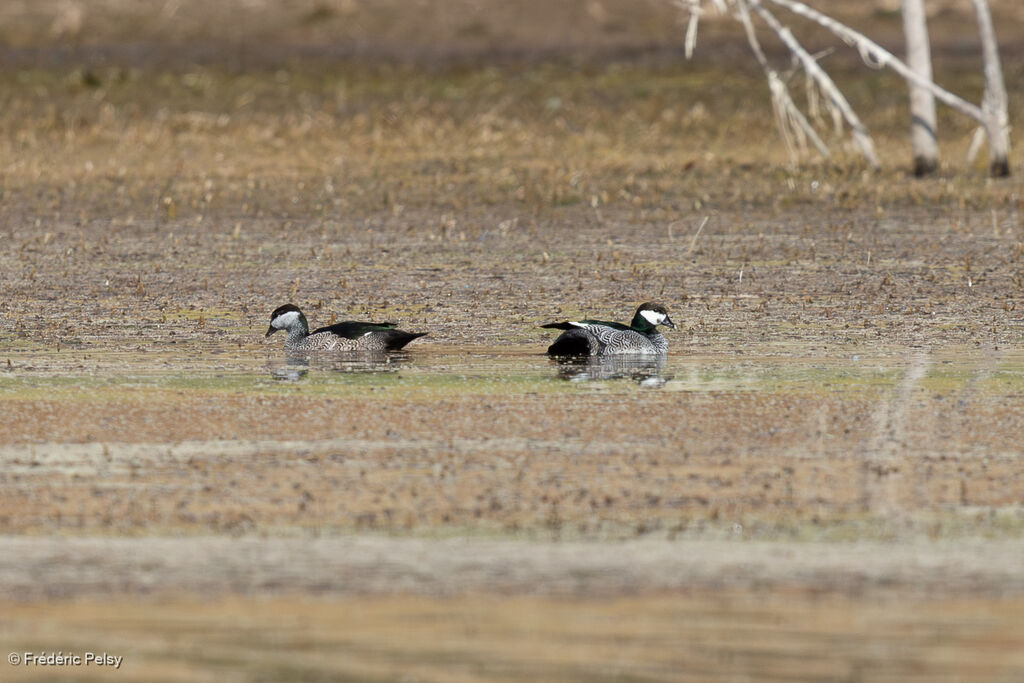 Anserelle éléganteadulte