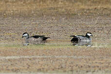 Anserelle élégante