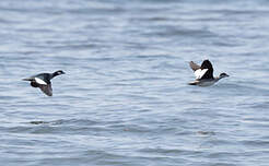 Anserelle élégante