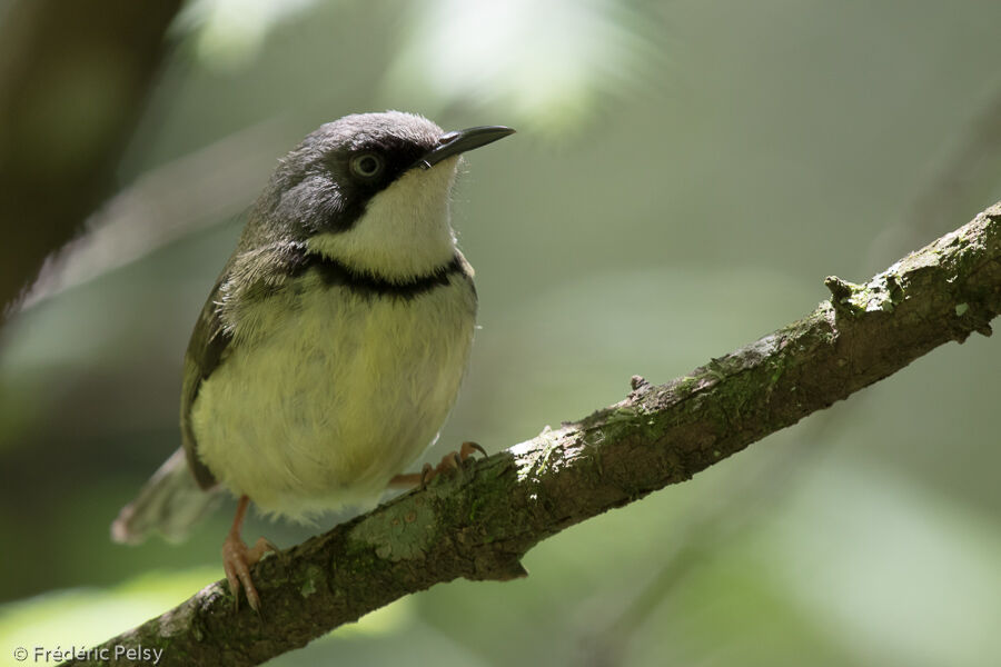 Bar-throated Apalis male adult