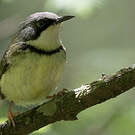 Apalis à collier