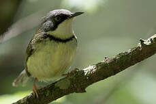 Apalis à collier