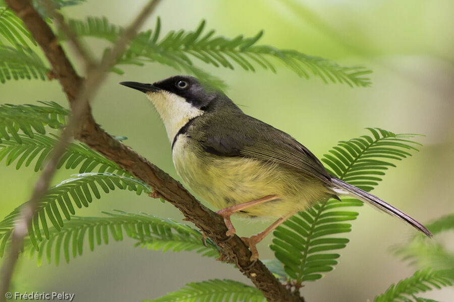 Apalis à collier mâle adulte