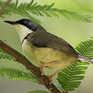 Apalis à collier