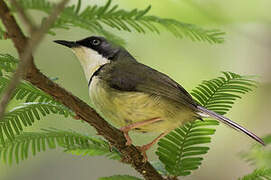 Bar-throated Apalis