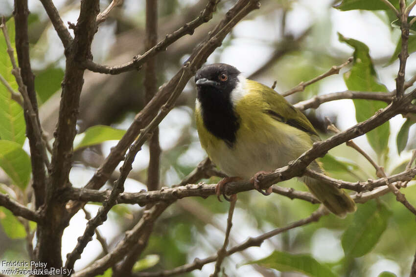 Apalis à face noireadulte, identification