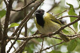 Apalis à face noire