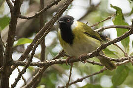 Mountain Masked Apalis