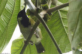 Mountain Masked Apalis