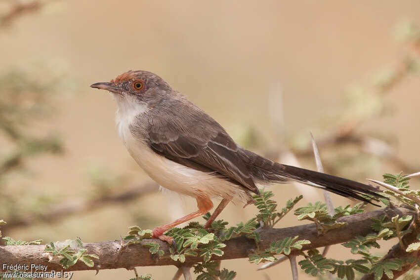 Apalis à front rouxadulte, pigmentation