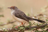 Apalis à front roux