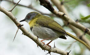 Yellow-breasted Apalis