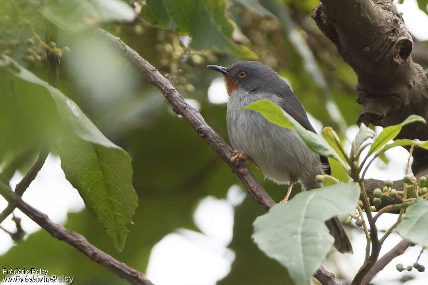 Apalis à gorge marronadulte, identification