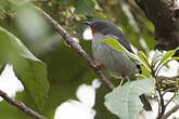 Apalis à gorge marron