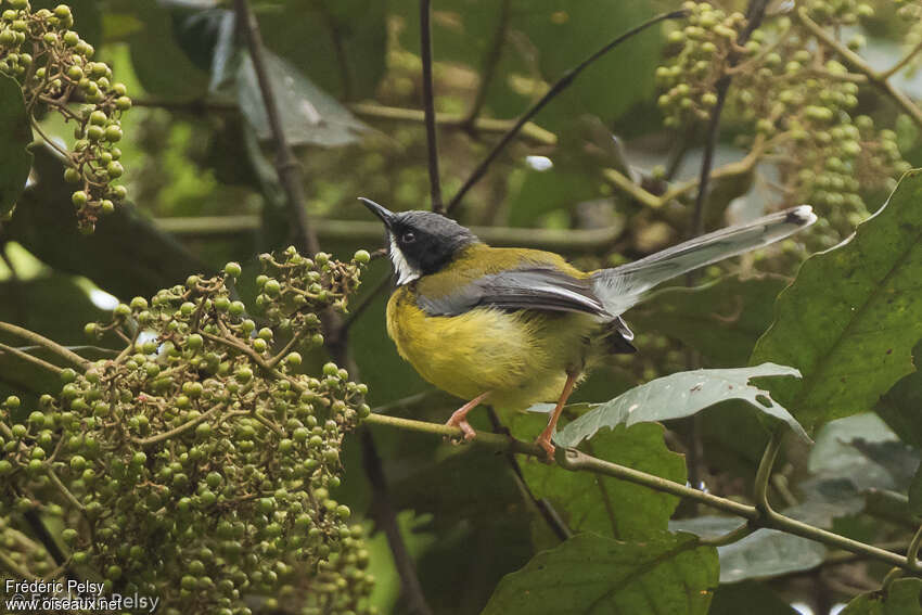 Apalis à gorge noireadulte, habitat, pigmentation