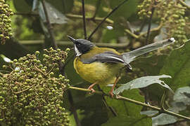 Apalis à gorge noire