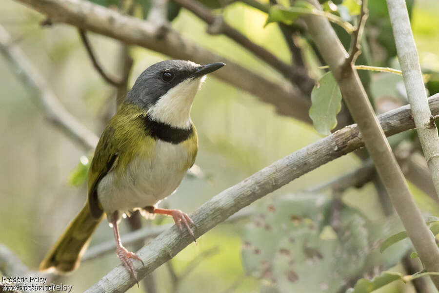 Apalis de Rudd mâle adulte, identification