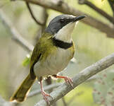 Apalis de Rudd