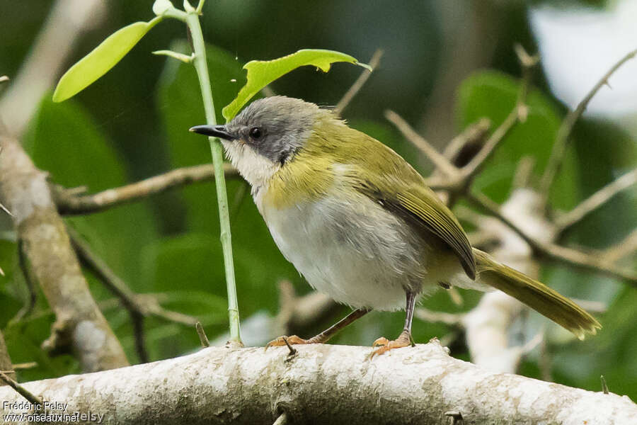 Apalis de Ruddjuvénile, identification