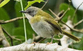 Rudd's Apalis