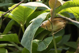 Apalis du Ruwenzori