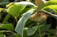 Apalis du Ruwenzori