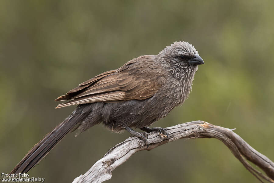 Apôtre grisadulte, identification