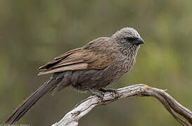 Apostlebird