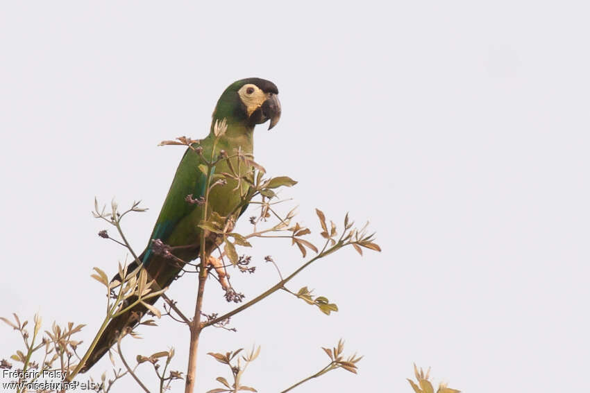 Golden-collared Macaw, identification