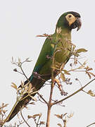 Golden-collared Macaw