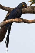 Hyacinth Macaw