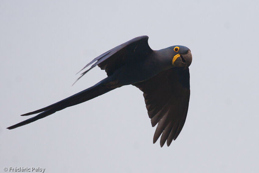 Hyacinth Macawadult, Flight