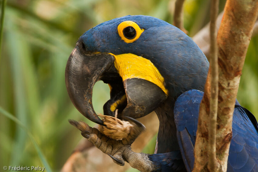 Hyacinth Macawadult, eats