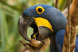 Hyacinth Macaw