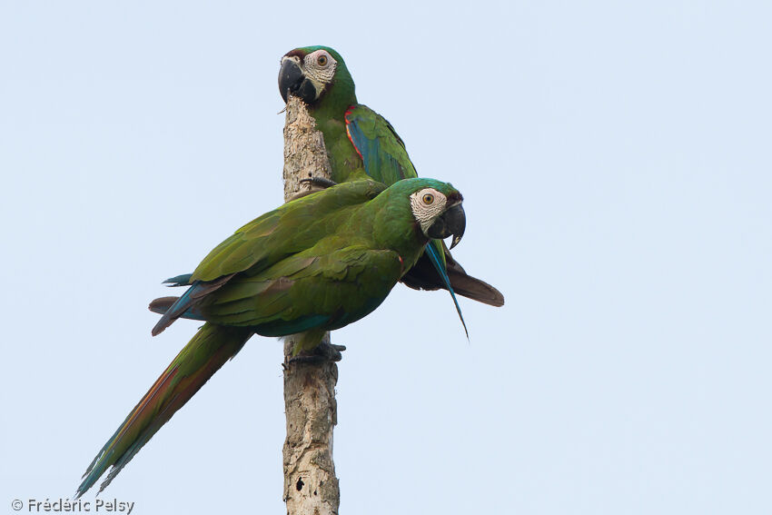 Chestnut-fronted Macaw 