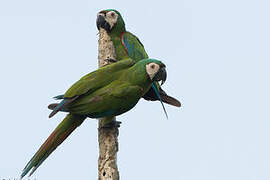 Chestnut-fronted Macaw