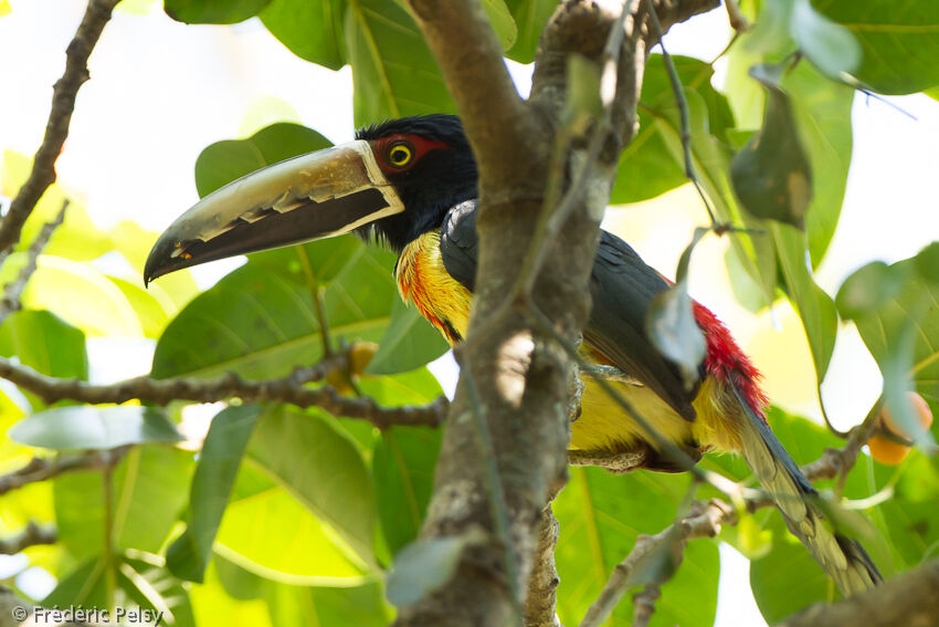 Collared Aracari