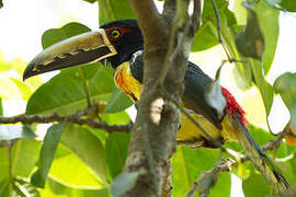 Collared Aracari