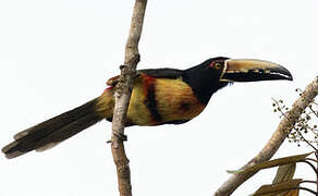 Collared Aracari