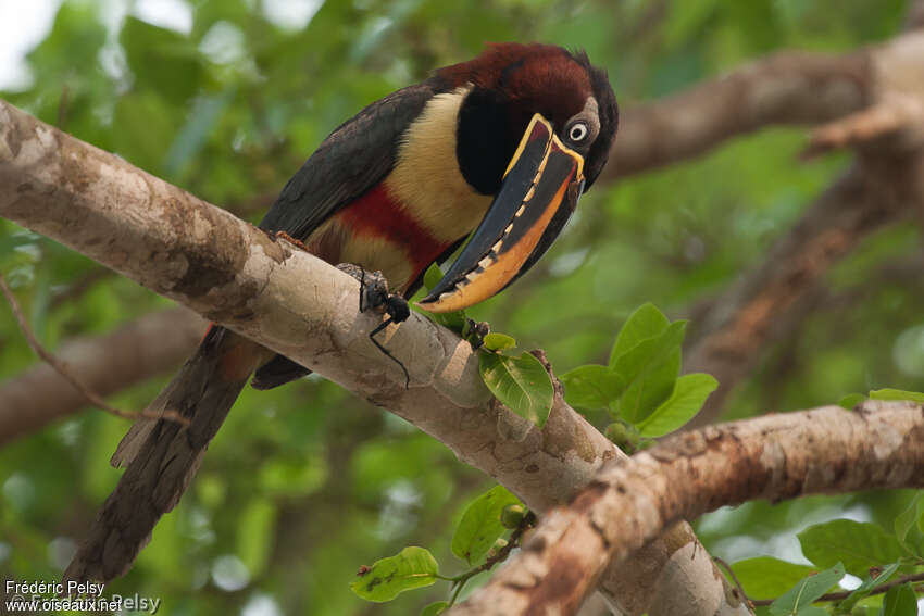 Chestnut-eared Aracariadult, eats