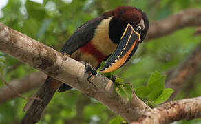 Chestnut-eared Aracari