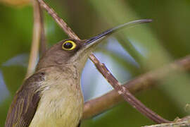 Pale Spiderhunter