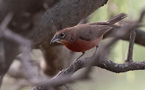 Red Pileated Finch