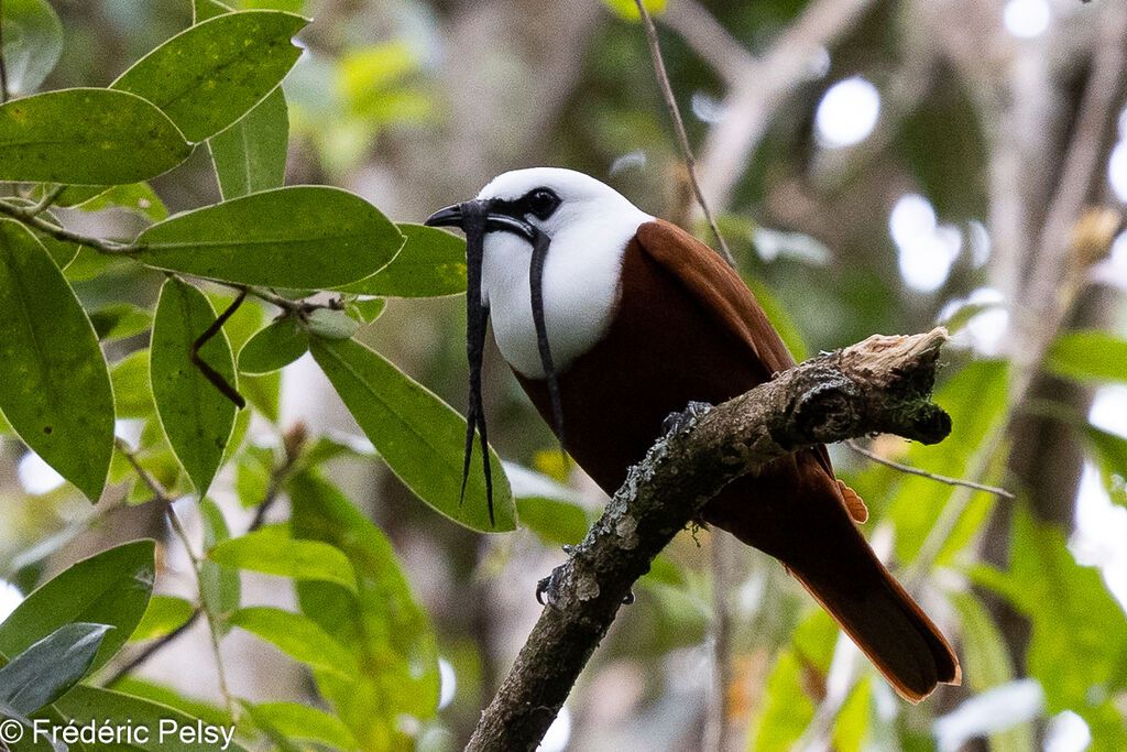 Three-wattled Bellbird male