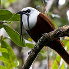 Araponga tricaronculé