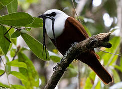 Three-wattled Bellbird