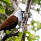 Araponga tricaronculé