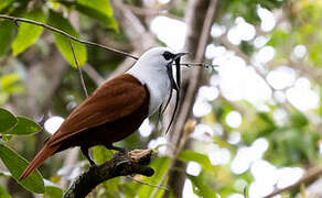 Three-wattled Bellbird