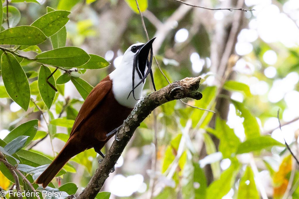 Three-wattled Bellbird male